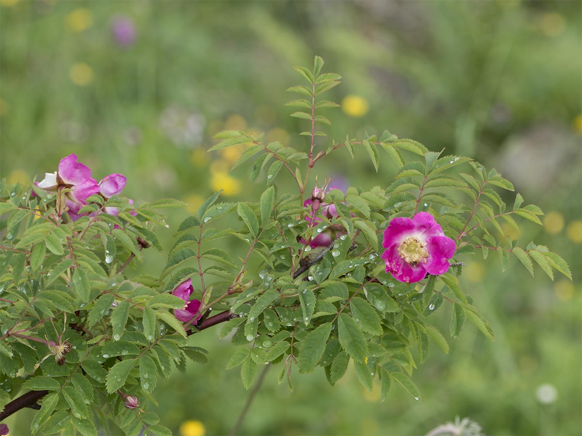 Rosa pendulina